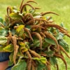 Amaranthus Hot Biscuits -Kingsseeds Store F1009 1 457a9759 ae00 4c0c ab3d 2cad2080d24d scaled