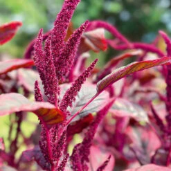 Amaranthus Velvet Curtains