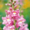 Antirrhinum Rose -Kingsseeds Store F1017 1 6e5f284b fcbd 41c2 af12 6c493e38cf3f