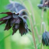 Aquilegia Black Barlow -Kingsseeds Store F1020 1 cf3e02ea e956 45b8 9613 e6187898a27d