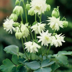 Aquilegia Lime Sorbet