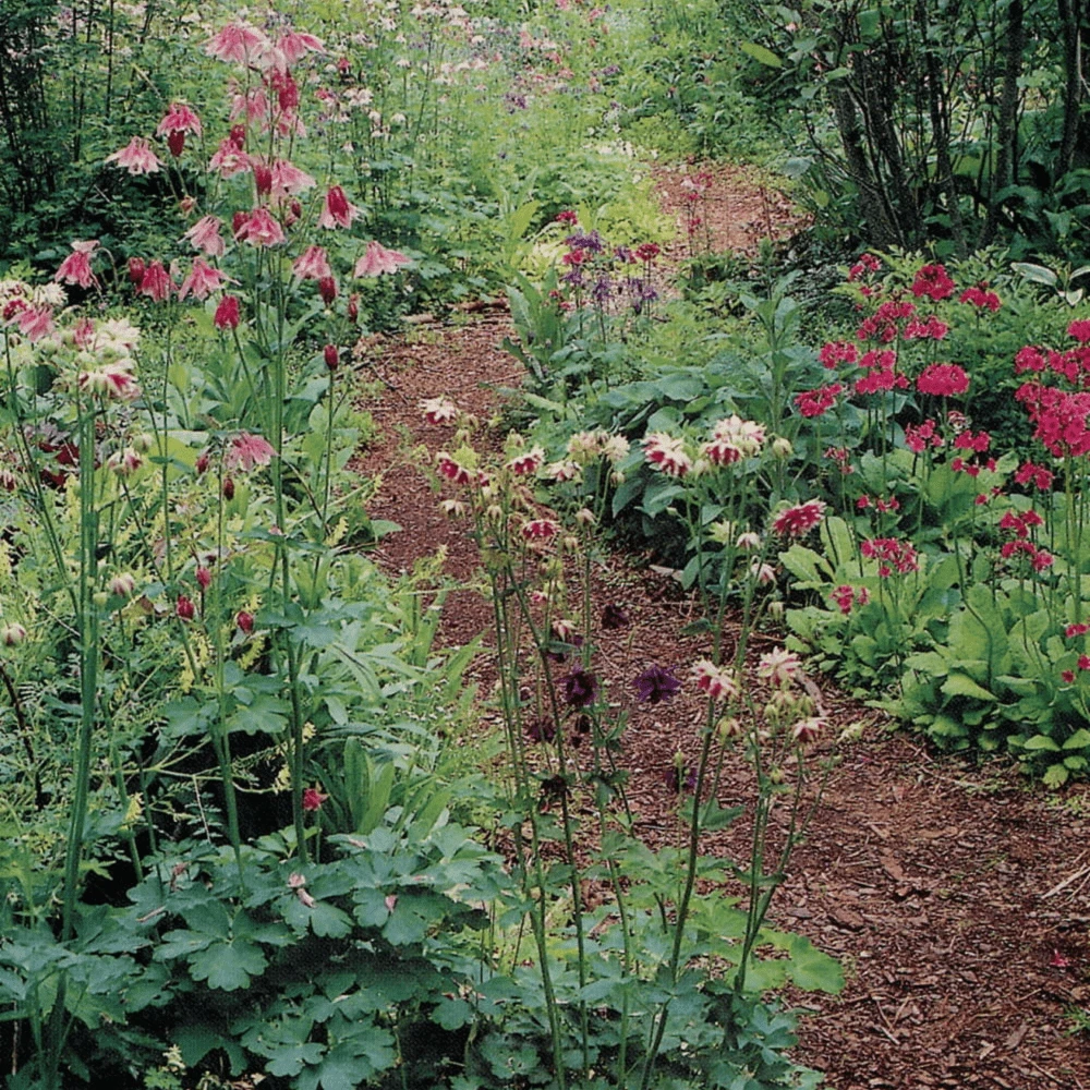 Aquilegia Shady Garden Scatter 4 Aquilegia Shady Garden Scatter - Image 2