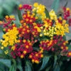 Asclepias Butterfly Mix -Kingsseeds Store F1028 1 735895b2 7011 4ce8 80d7 2938308e7cb3