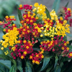 Asclepias Butterfly Mix
