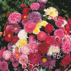 Aster Cut Flower Assortment