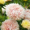 Aster King Size Apricot