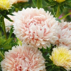 Aster King Size Apricot