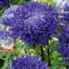 Aster King Size Blue 1 Aster King Size Blue -Kingsseeds Store F1034 1 42761fcc 87f1 4d1d 8dcb db3febab36a1