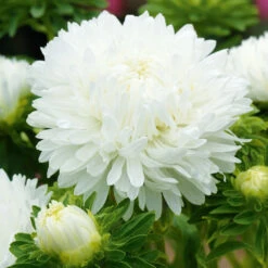 Aster King Size White