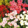 Bellis Pompoms 1 Bellis Pompoms -Kingsseeds Store F1042 1 d3d9ca75 93b2 414a ae96 be4850d97f0c