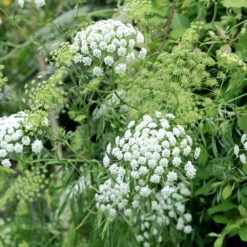 Ammi Majus White