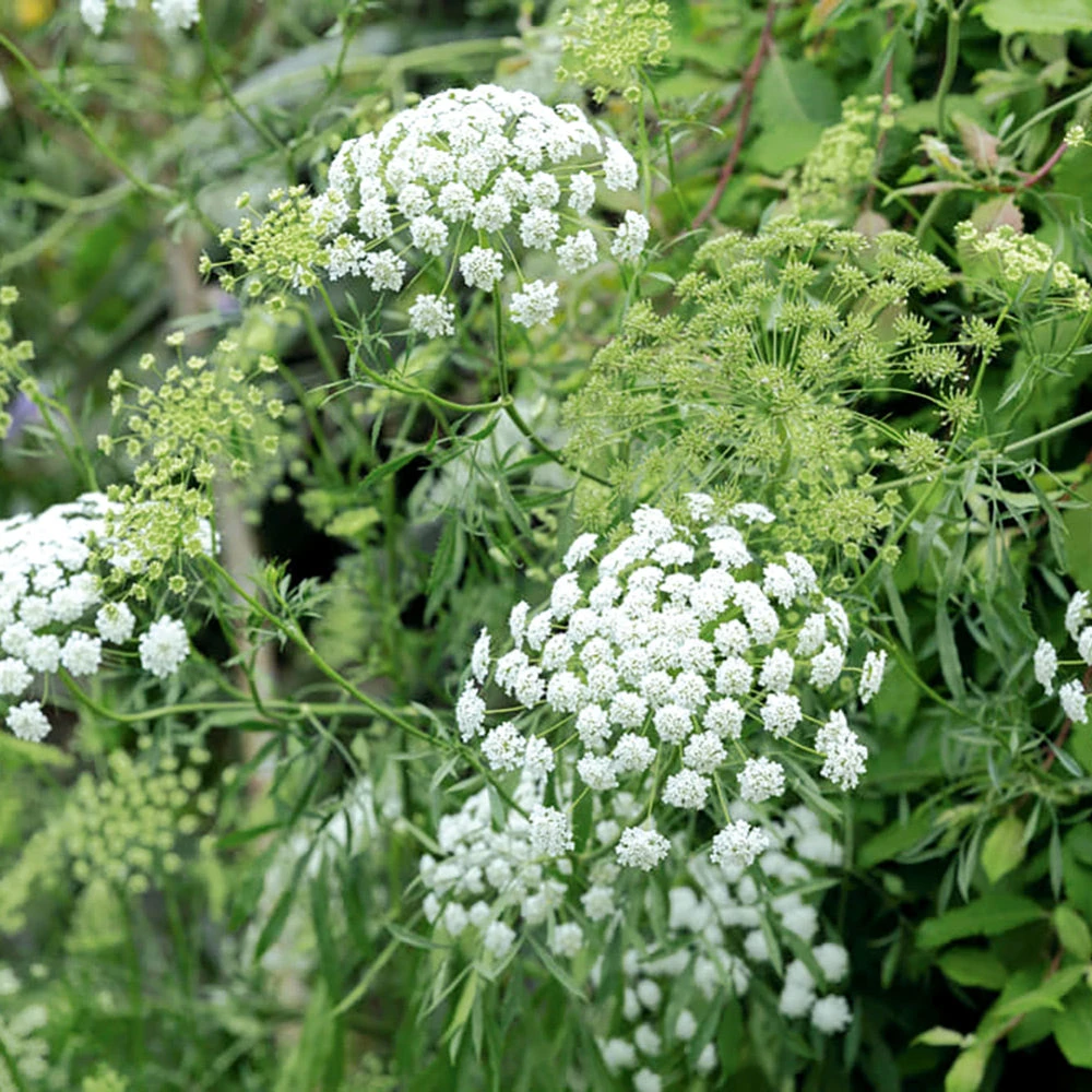 Ammi Majus White 3 Ammi Majus White