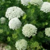 Ammi Visnaga Green Mist 1 Ammi Visnaga Green Mist -Kingsseeds Store F1045 1 2fe83091 c3c7 4b8e b496 50e8f3cd7c2b