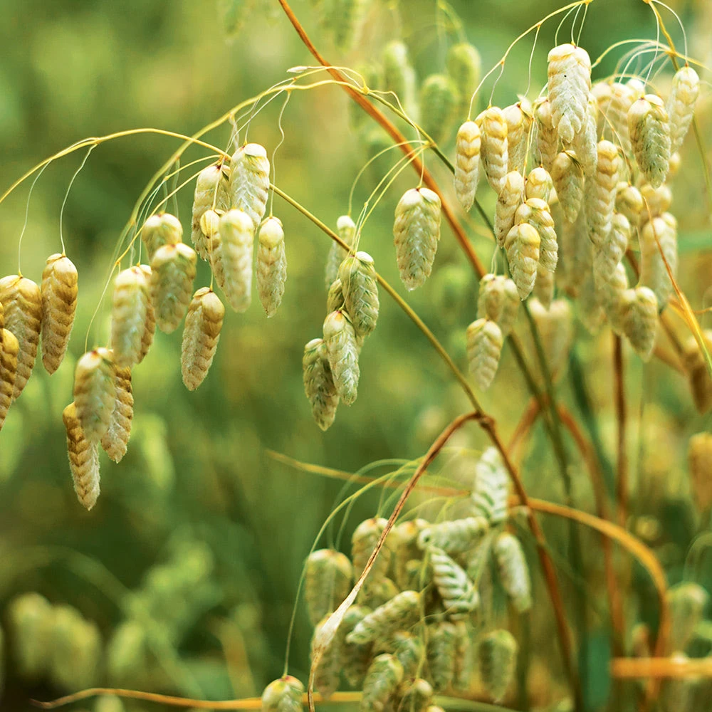 Briza Quaking Grass 3 Briza Quaking Grass