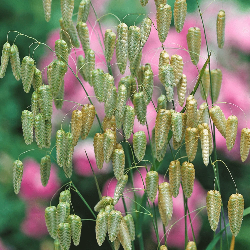 Briza Quaking Grass 4 Briza Quaking Grass - Image 2