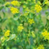 Bupleurum -Kingsseeds Store F1049 1 54eeadeb 76b1 456f a955 4888a0f8a6c4