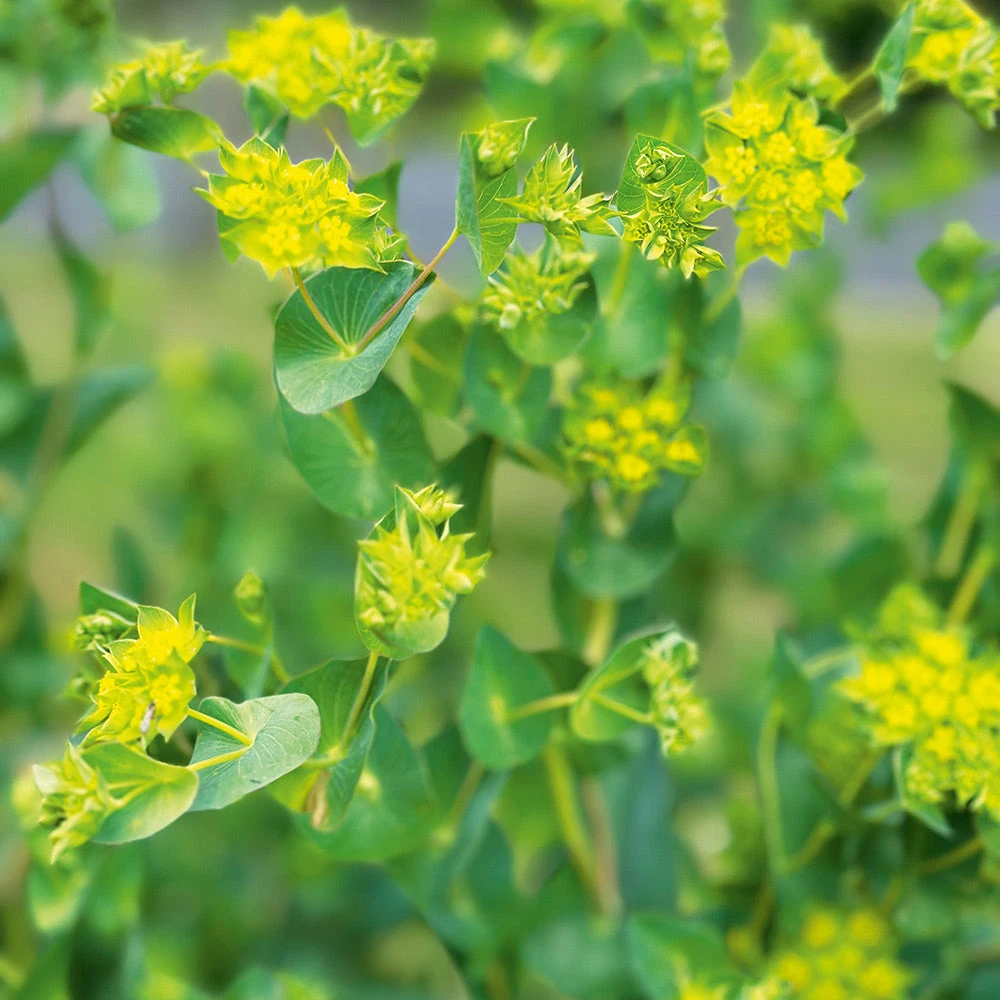 Bupleurum 3 Bupleurum