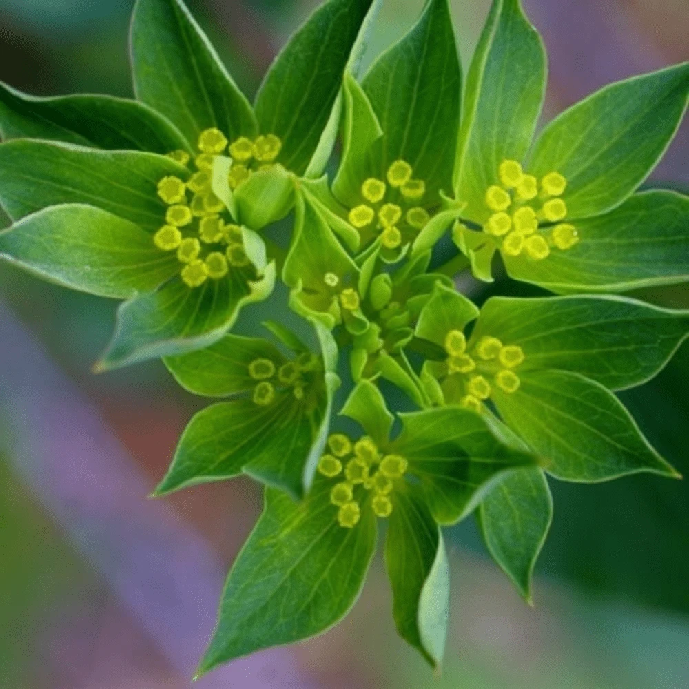 Bupleurum 4 Bupleurum - Image 2