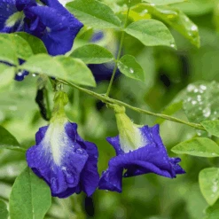 Butterfly Pea