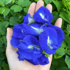 Butterfly Pea -Kingsseeds Store F1050 3
