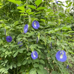 Butterfly Pea -Kingsseeds Store F1050 4