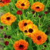 Calendula Double Red -Kingsseeds Store F1053 1 8321da21 4c94 43ec 8d52 4fbebfc696f2