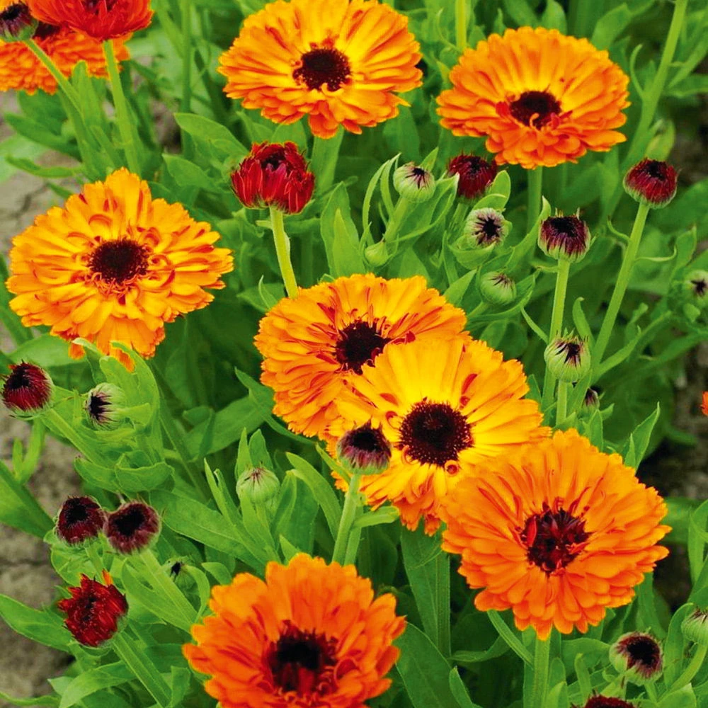 Calendula Double Red 3 Calendula Double Red