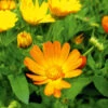 Calendula Dwarf Colours Mix -Kingsseeds Store F1054 1 7507451d fc2c 4768 a059 aa9948308cad