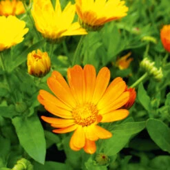 Calendula Dwarf Colours Mix