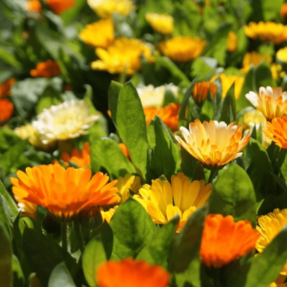 Calendula Dwarf Colours Mix 4 Calendula Dwarf Colours Mix - Image 2