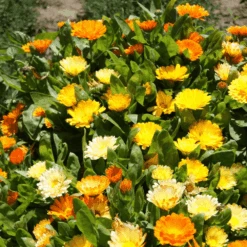 Calendula Dwarf Colours Mix 7 Calendula Dwarf Colours Mix -Kingsseeds Store F1054 3