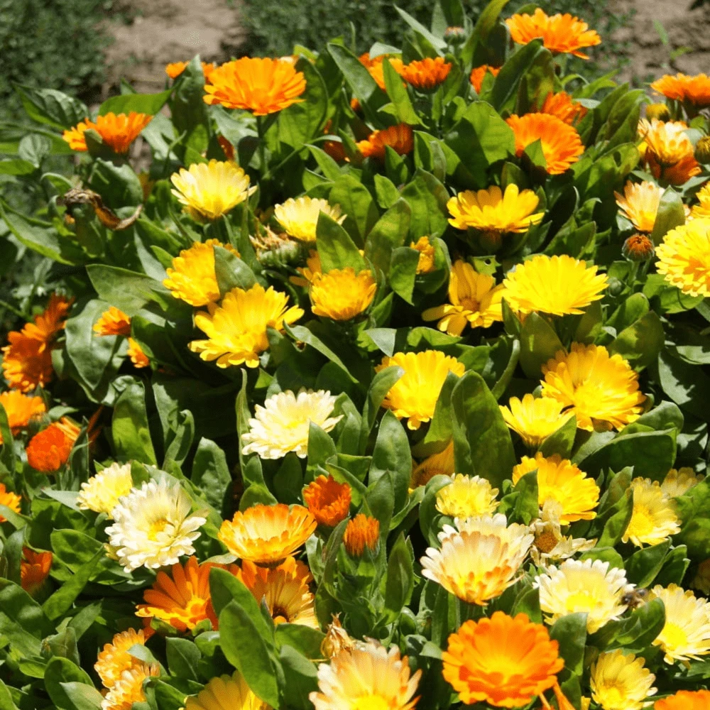 Calendula Dwarf Colours Mix 5 Calendula Dwarf Colours Mix - Image 3