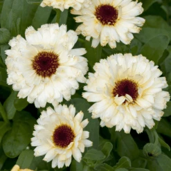 Calendula Snow Princess