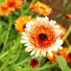 Calendula Sunset Tones -Kingsseeds Store F1059 1 fa029ccb 978b 434f adaf d589a541db58