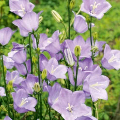 Campanula Blue Bell