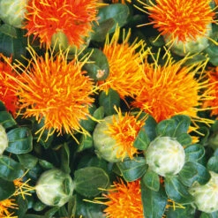 Carthamus Zanzibar (treated Seed)