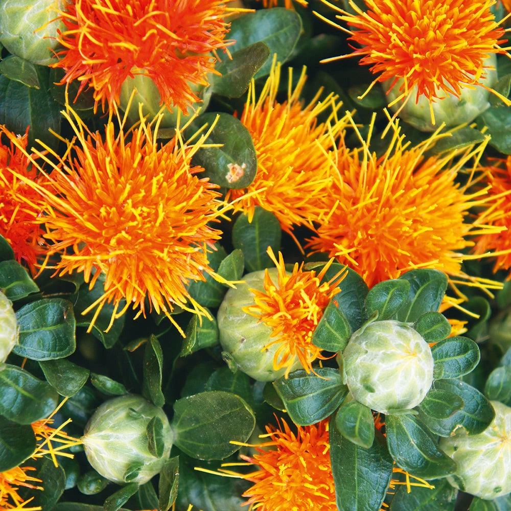 Carthamus Zanzibar (treated Seed) 3 Carthamus Zanzibar (treated Seed)