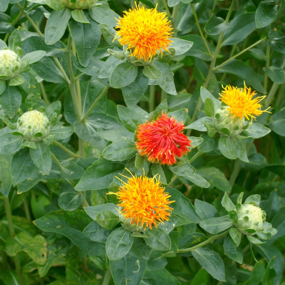 Carthamus Zanzibar (treated Seed) 4 Carthamus Zanzibar (treated Seed) - Image 2