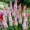 Celosia Flamingo Feather -Kingsseeds Store F1064 1 b6d57e56 55bd 46d3 8a0c 3203c6e69f7a