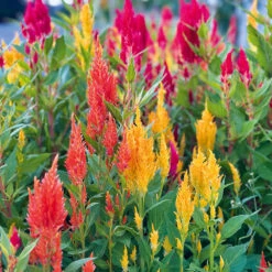 Celosia Fresh Look Mix