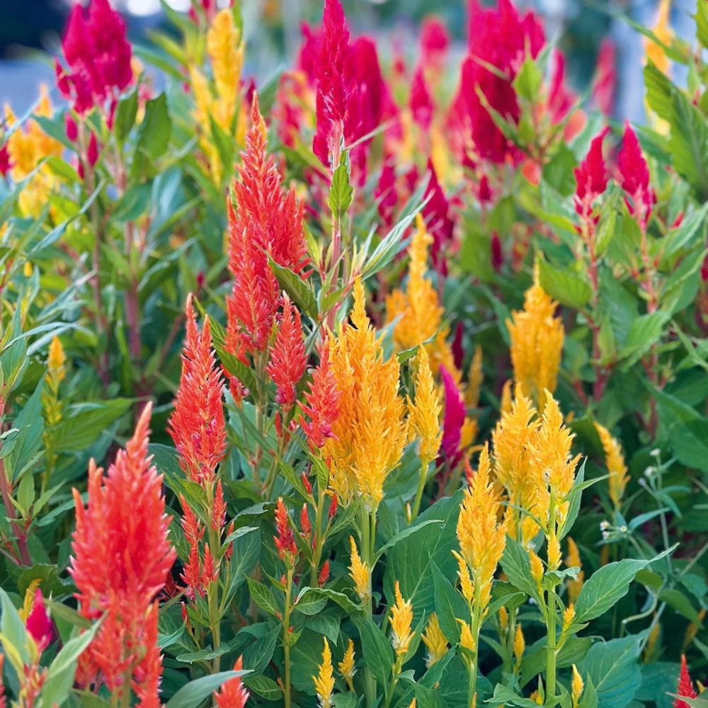 Celosia Fresh Look Mix 3 Celosia Fresh Look Mix