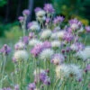 Centaurea Sweet Sultan Mix