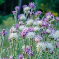 Centaurea Sweet Sultan Mix