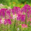 Cleome Mix 1 Cleome Mix -Kingsseeds Store F1068 1 90d65ff6 d41a 45db 9e37 528cf9a2c87c