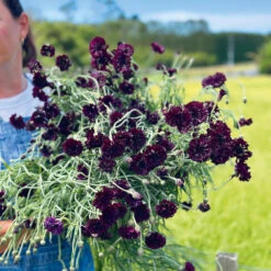Cornflower Blackball