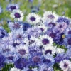 Cornflower Classic Fantastic -Kingsseeds Store F1074 1 dbf96222 e0b9 45d0 b67d 84778ce25cc1