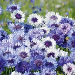 Cornflower Classic Fantastic