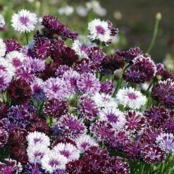 Cornflower Classic Magic Mix