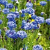 Cornflower Dwarf Blue -Kingsseeds Store F1076 1 f912dc2d a9c5 4c12 a75d 623816b21f58