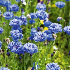 Cornflower Dwarf Blue